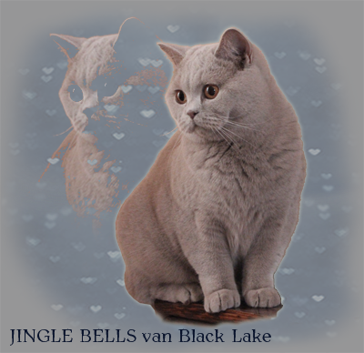 jingleadult