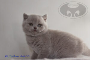 kot-brytyjski-baloo2