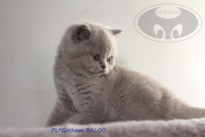 kot-brytyjski-baloo3