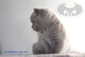 kot-brytyjski-baloo4
