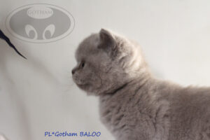 kot-brytyjski-baloo5
