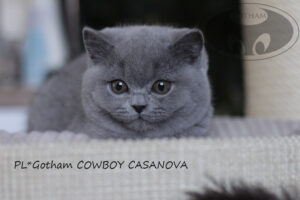 kot-brytyjski-cowboy1