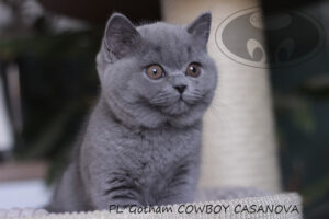 kot-brytyjski-cowboy3