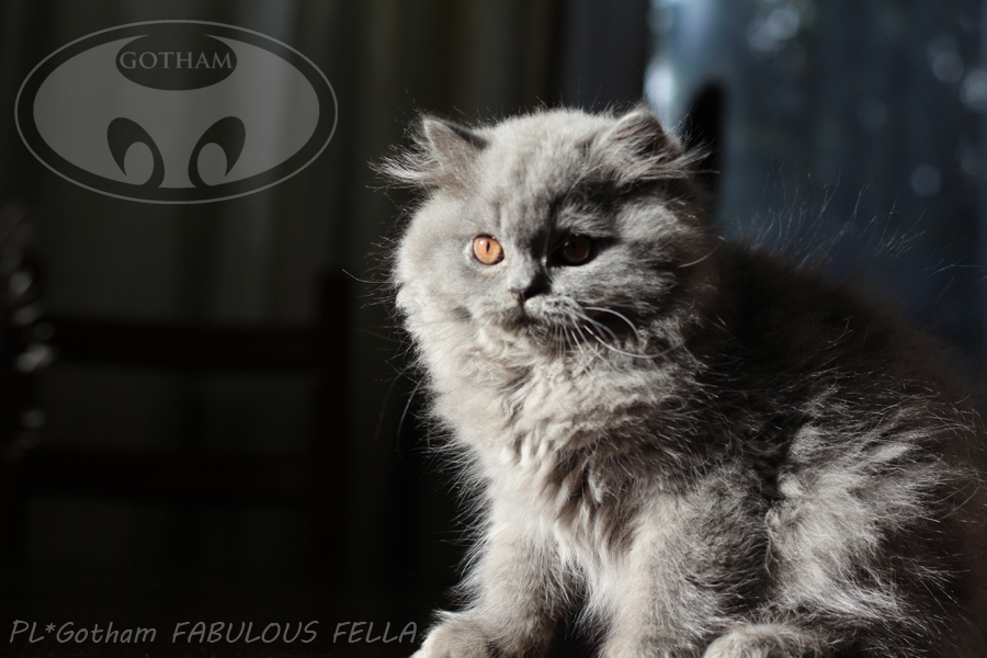 kot-brytyjski-fafell2