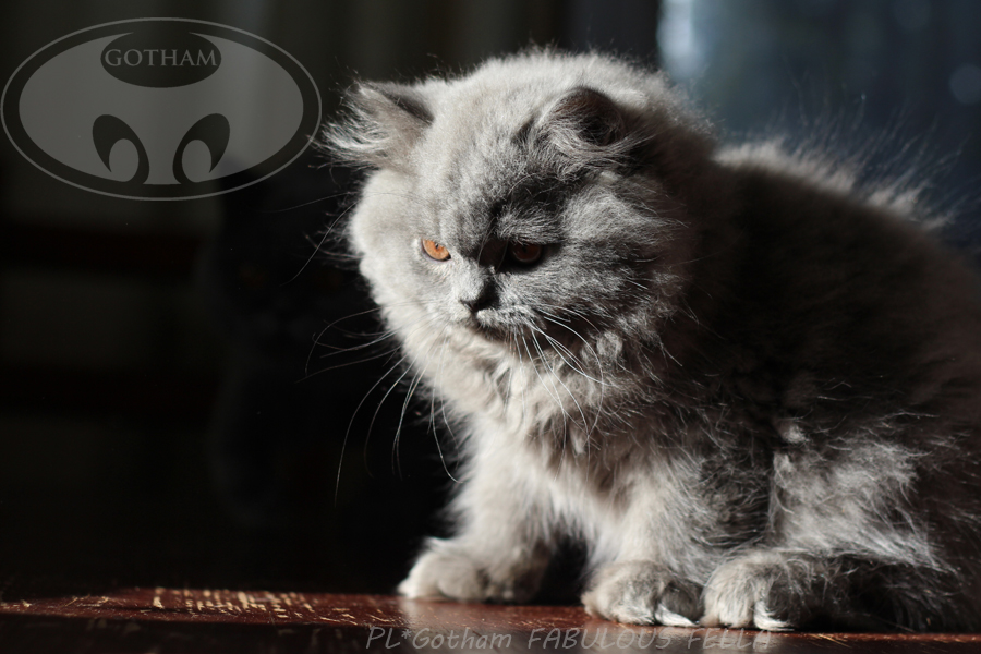 kot-brytyjski-fafell3