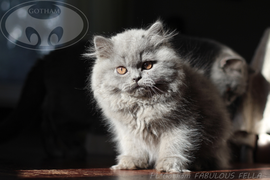 kot-brytyjski-fafell4