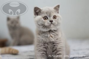 kot-brytyjski-ga1