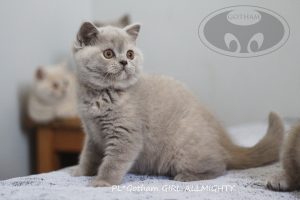 kot-brytyjski-ga6