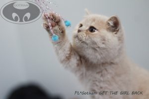 kot-brytyjski-get1 kot-brytyjski-get1