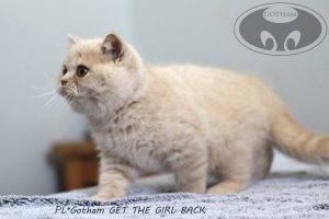 kot-brytyjski-get3 kot-brytyjski-get3