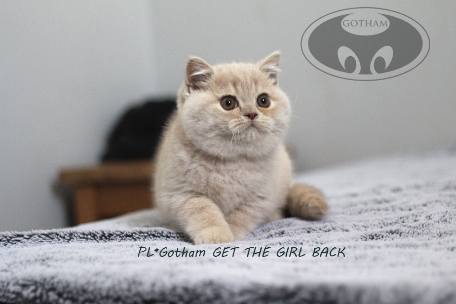 PL*Gotham GET THE GIRL BACK - observation