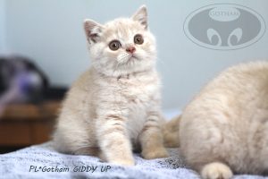 kot-brytyjski-giddy1 kot-brytyjski-giddy1