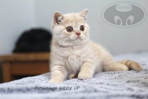 kot-brytyjski-giddy2