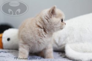 kot-brytyjski-giddy3 kot-brytyjski-giddy3