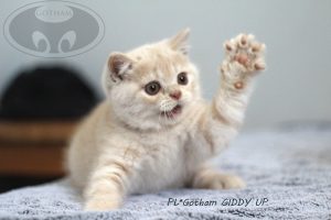 kot-brytyjski-giddy4