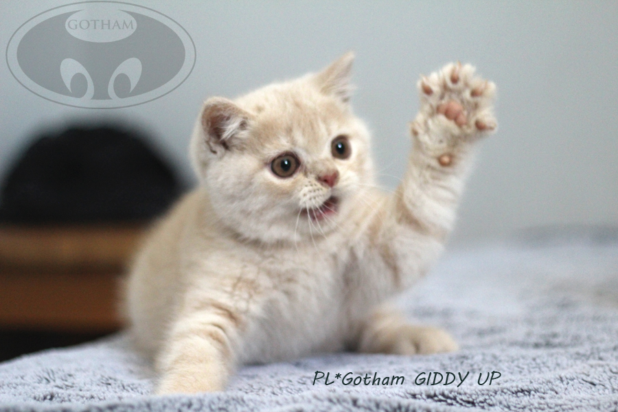 PL*Gotham GIDDY UP - observation 