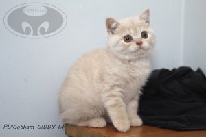 kot-brytyjski-giddy5