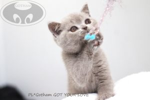 kot-brytyjski-glove1 kot-brytyjski-glove1