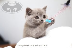 kot-brytyjski-glove2