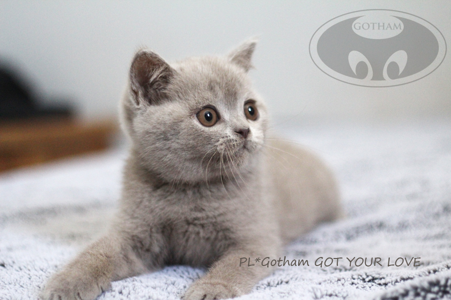 PL*Gotham GOT YOUR LOVE - available