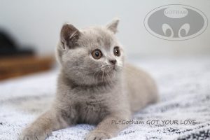 kot-brytyjski-glove3