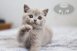 kot-brytyjski-glove4