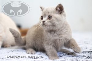 kot-brytyjski-glove5