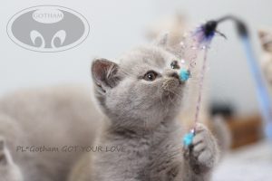 kot-brytyjski-glove6 kot-brytyjski-glove6