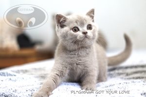 kot-brytyjski-glove7