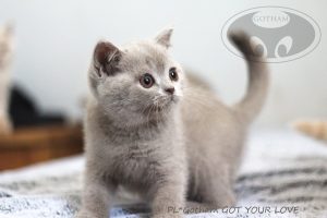 kot-brytyjski-glove8