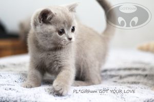 kot-brytyjski-glove9