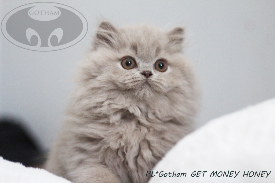 PL*Gotham GET MONEY HONEY wolny