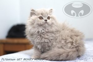 kot-brytyjski-gmh3 kot-brytyjski-gmh3