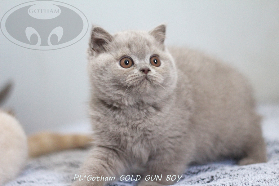 PL*Gotham GOLD GUN BOY - reserved