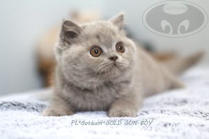 kot-brytyjski-gold3 kot-brytyjski-gold3