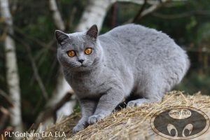 kot-brytyjski-ela5
