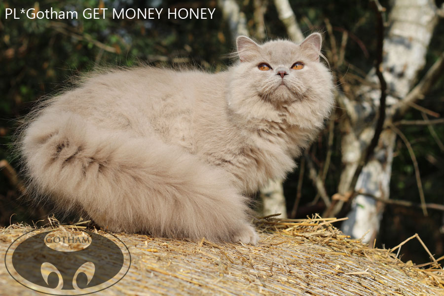 PL*Gotham GET MONEY HONEY - kocurek długowłosy. Więcej info...